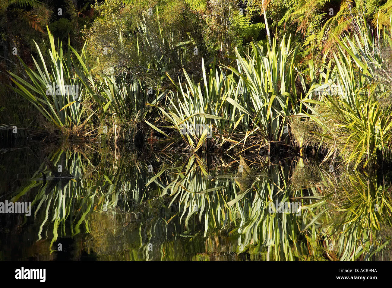 Reflections in Moeraki River by Lake Moeraki West Coast South Island New Zealand Stock Photo