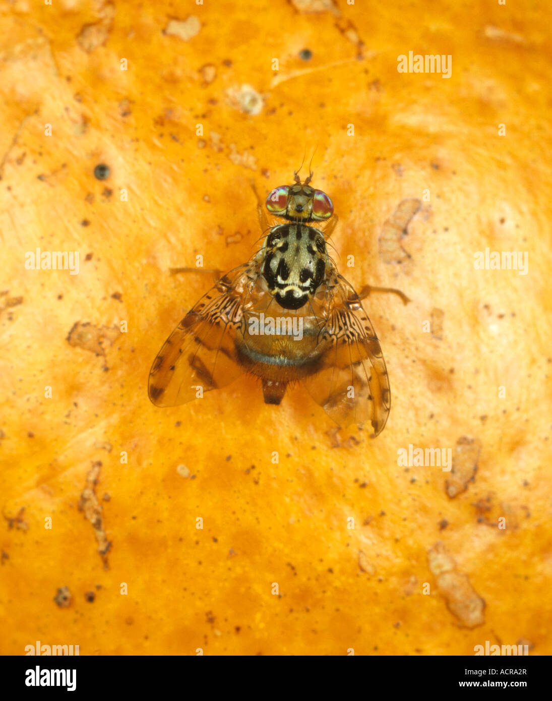 Mediterranean fruit fly Ceratitis capitata adult on a citrus fruit