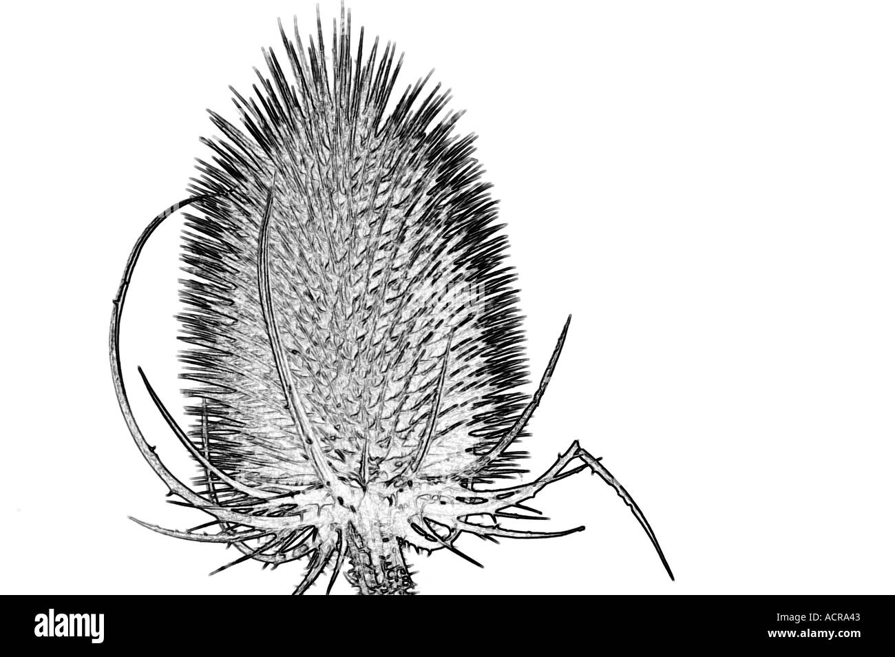 Seed head and flower Black and White Stock Photos & Images - Alamy