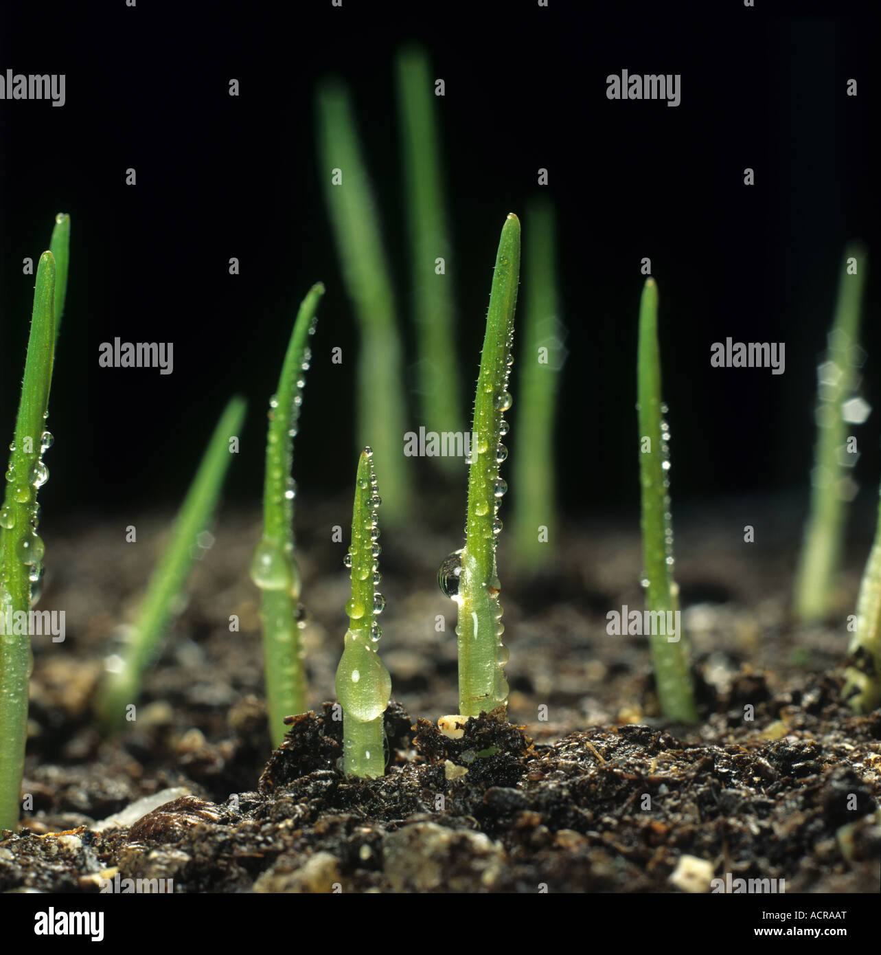 Emerging wheat seedlings with dew droplets still within their coleoptile sheaths Stock Photo