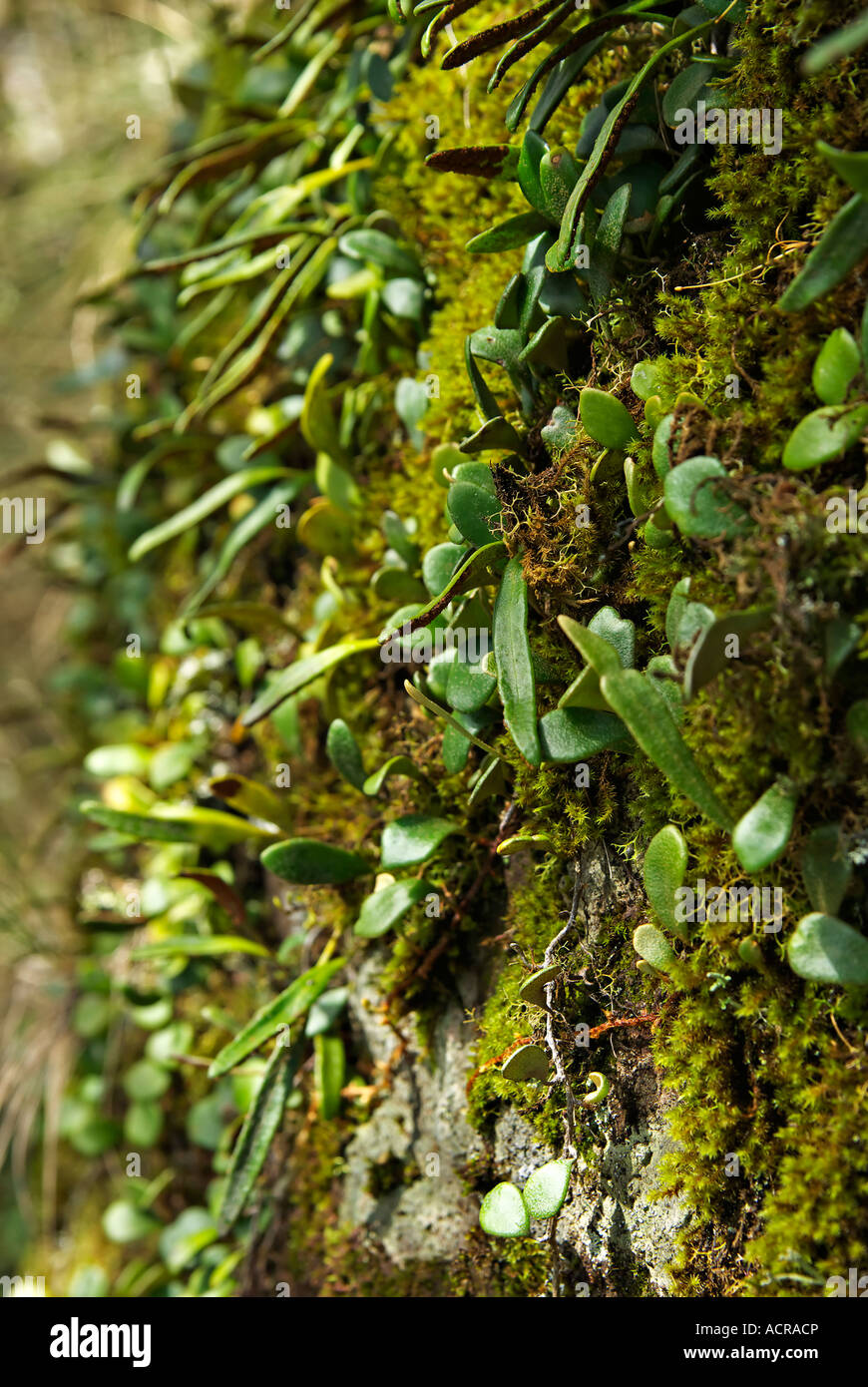 Plants growing on rock hi-res stock photography and images - Alamy