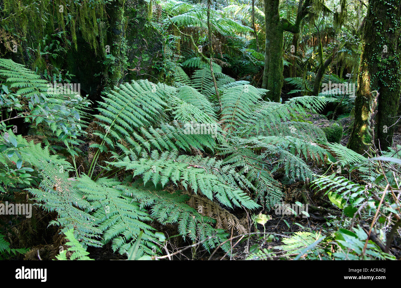 Ferns High Resolution Stock Photography and Images - Alamy