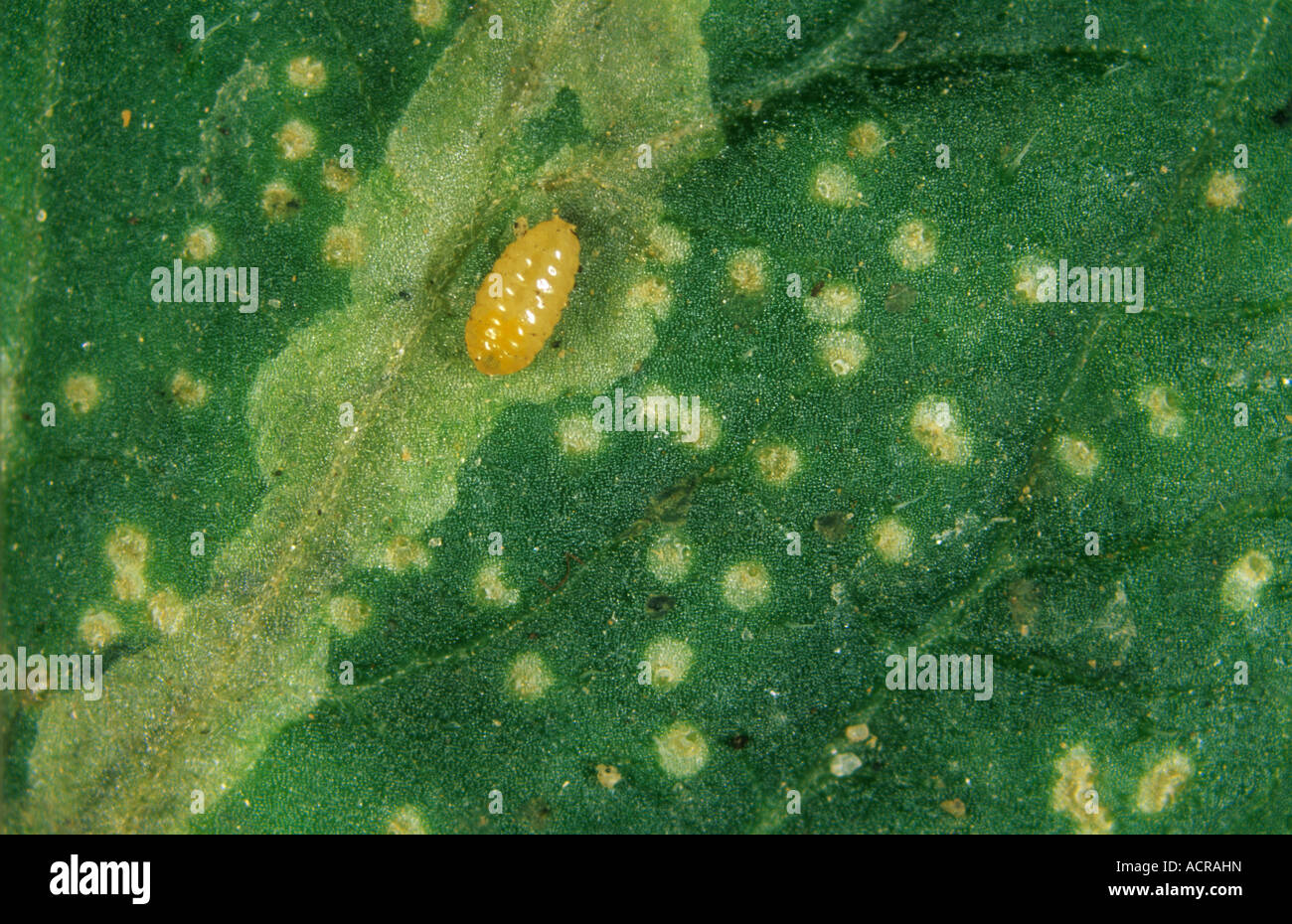 South American leafminer Liriomyza huidobrensis pupa exposed in tomato