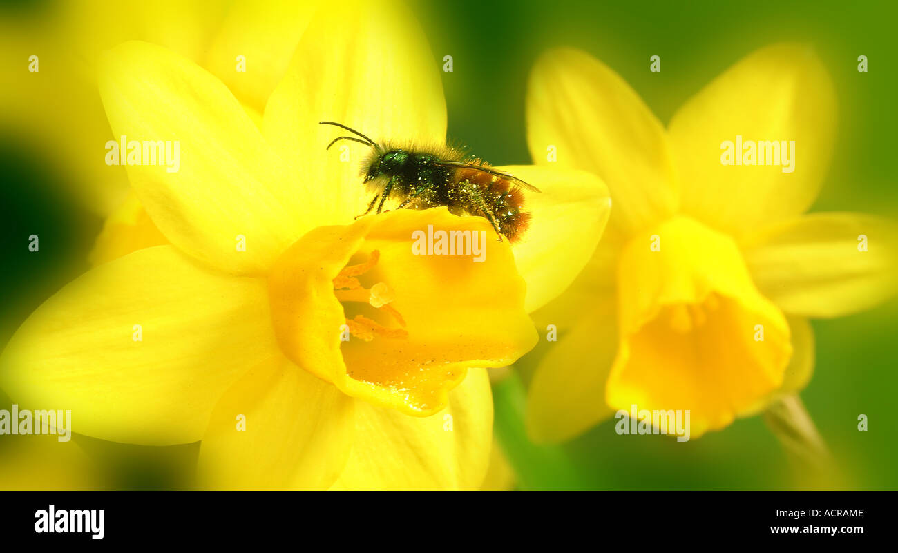 bee on daffodils Biene auf Narzissenblüte Stock Photo