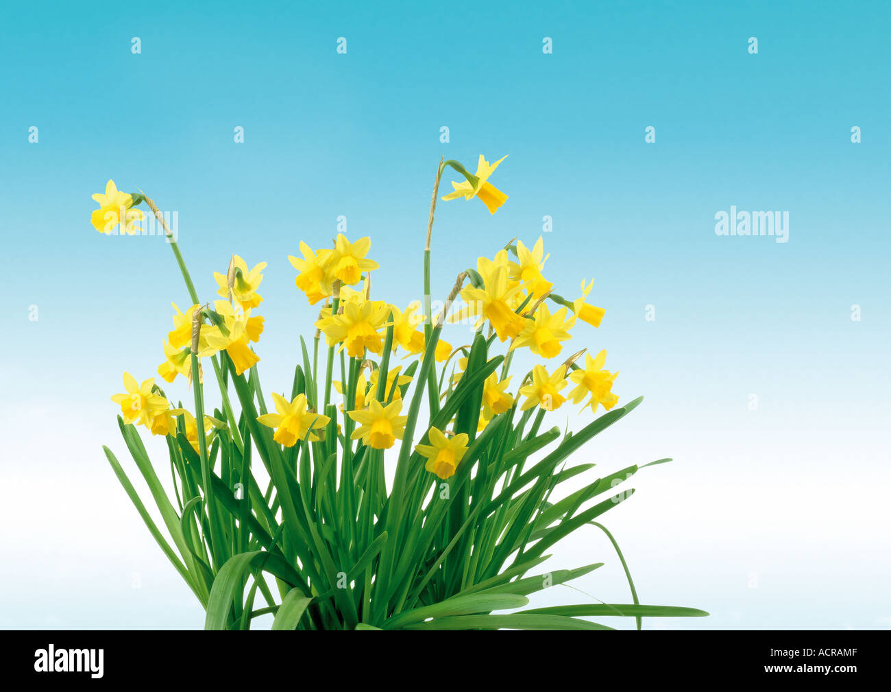 daffodils Osterglocken Narzissen Stock Photo