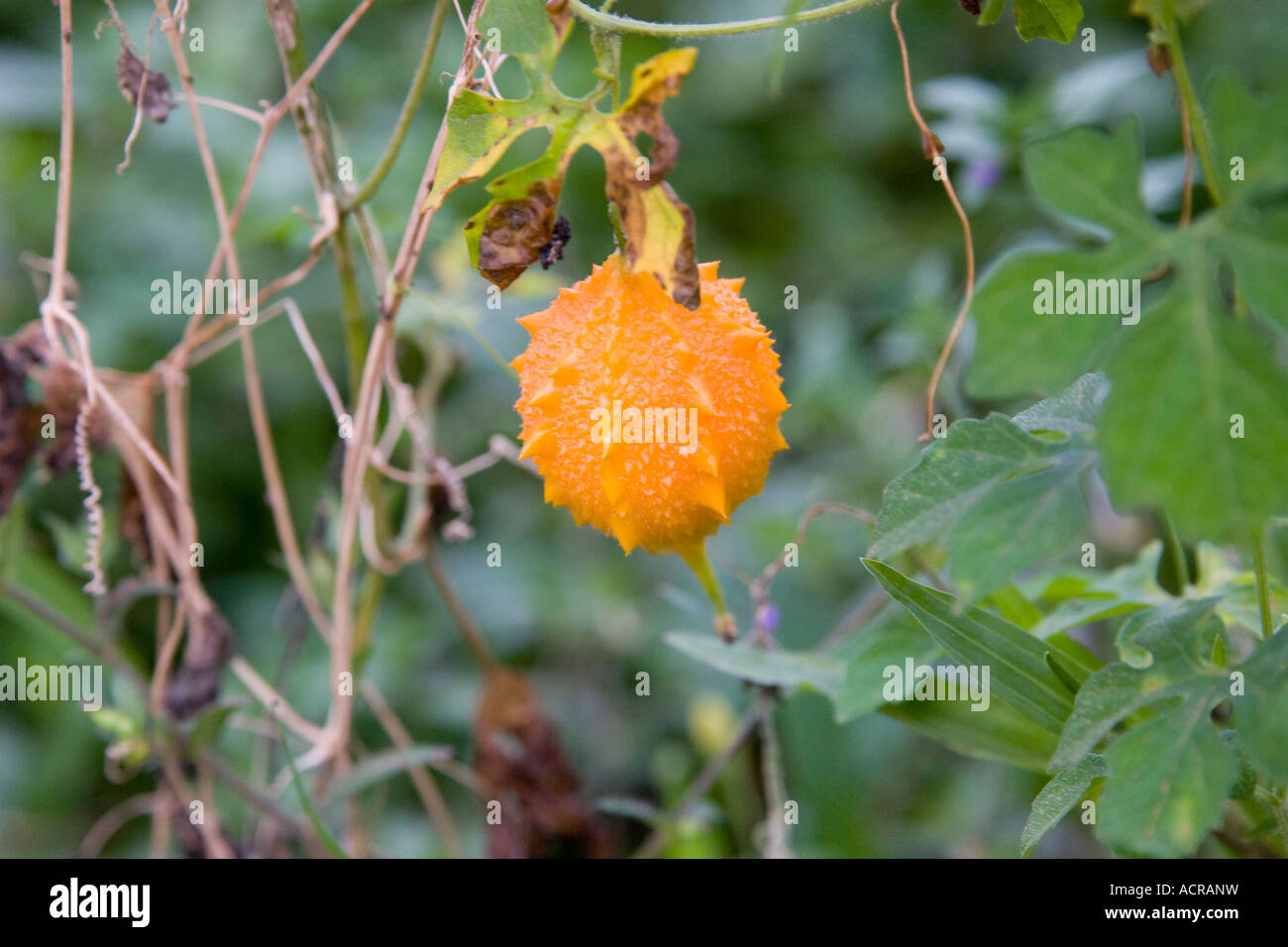 Momordica balsamina also known as the Balsam Apple. Stock Photo