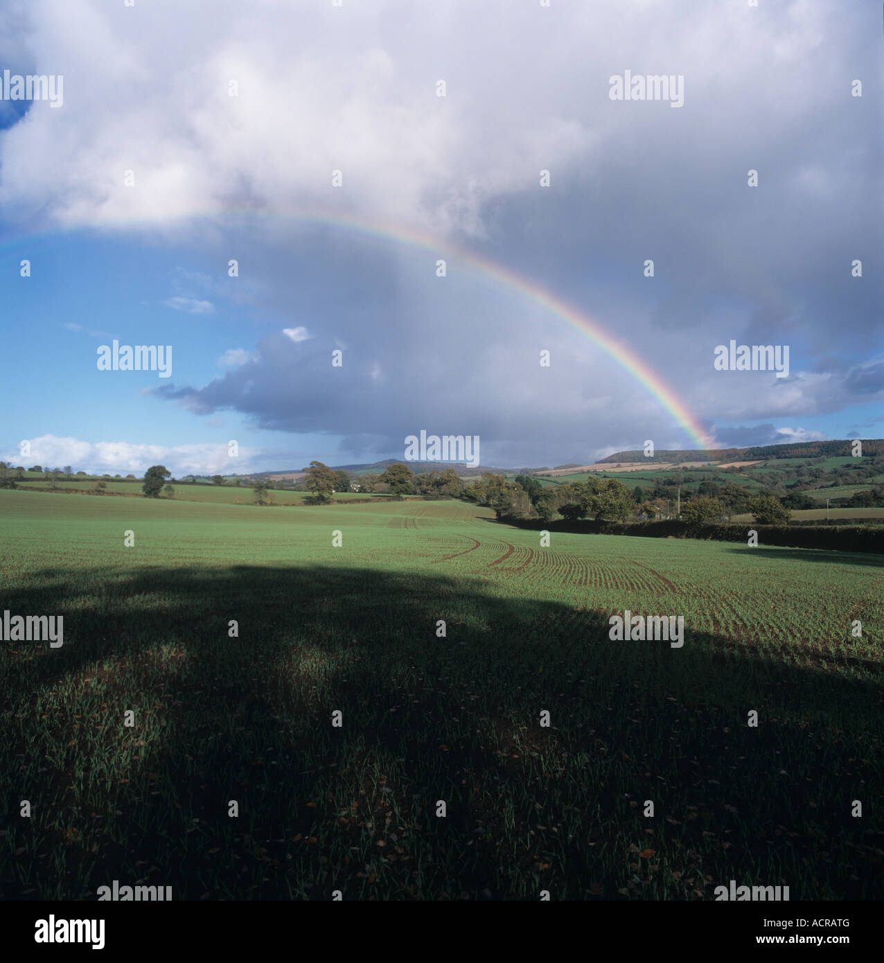 Rainbow over seedling barley on showery autumn day in Devon Stock Photo