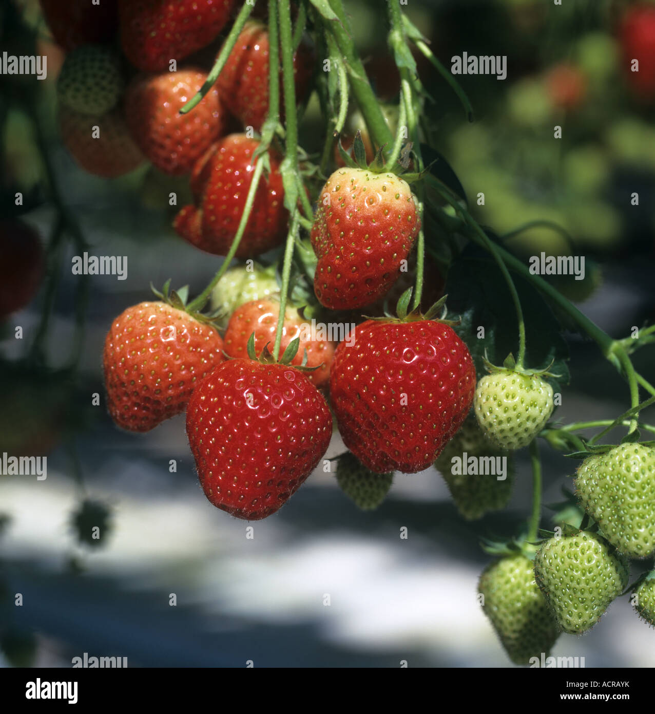 Elsanta hi-res stock photography and images - Alamy