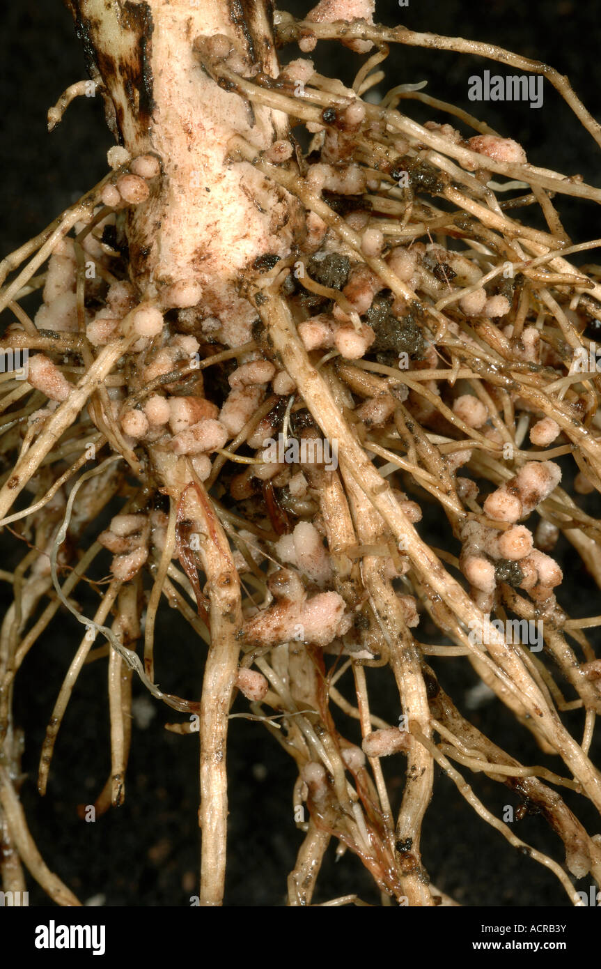 Rhizobium root nodules on the roots of a broad or field ...