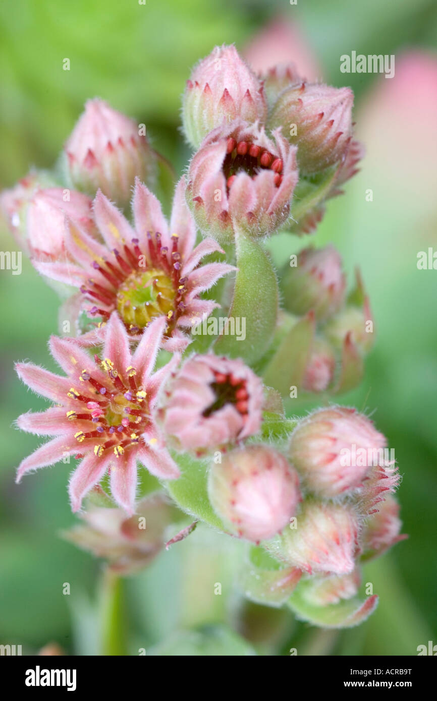 sempervivum flower Stock Photo