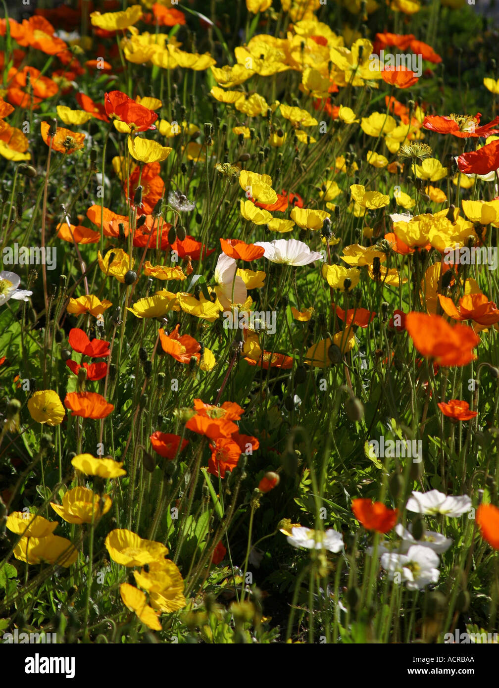 White poppies for peace hi-res stock photography and images - Alamy