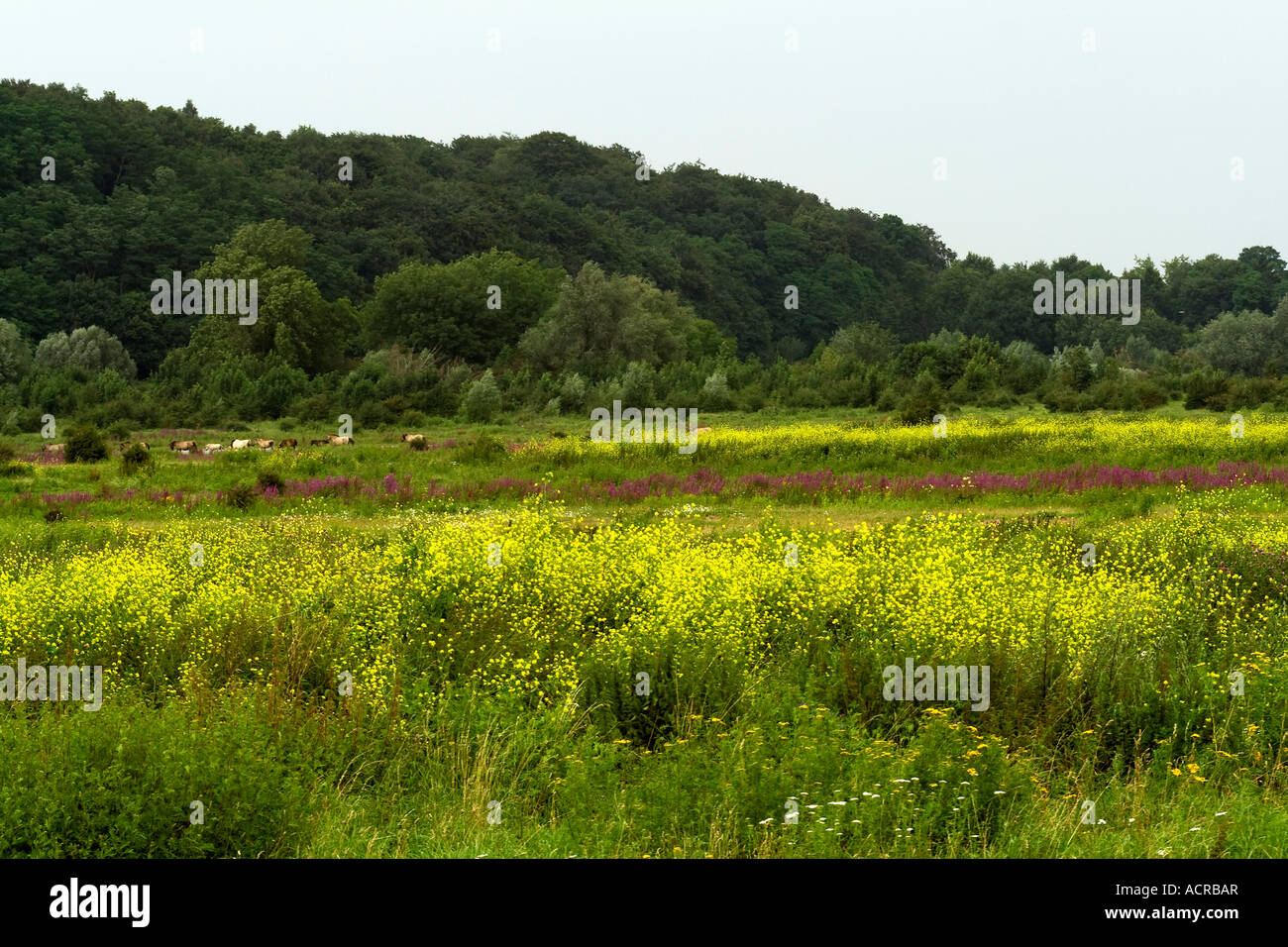 Yellow flowering mustard seed Stock Photo Alamy