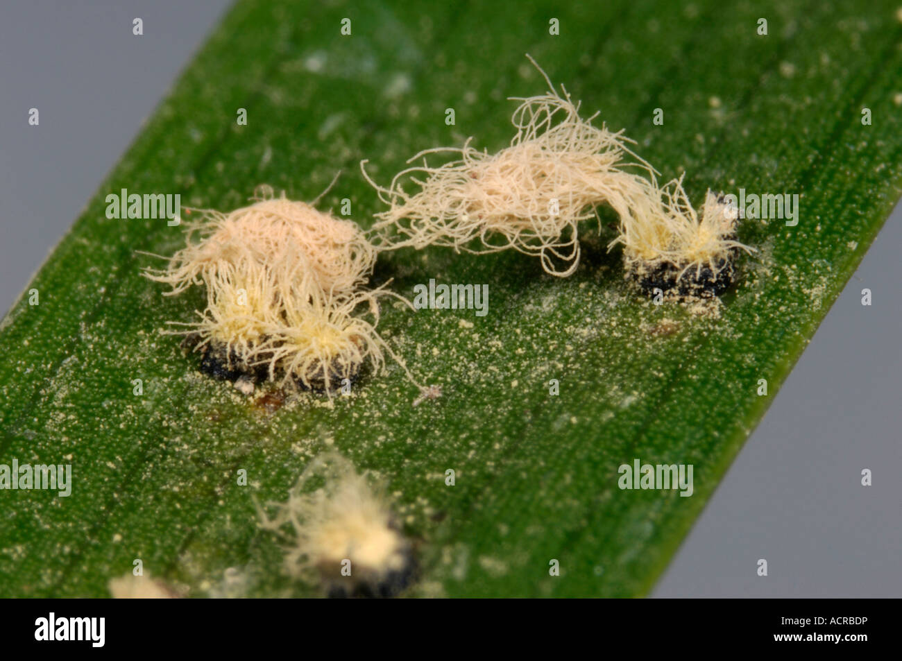 Palm false smut Graphiola phoenicis pustules sporulating on a palm leaf surface Stock Photo