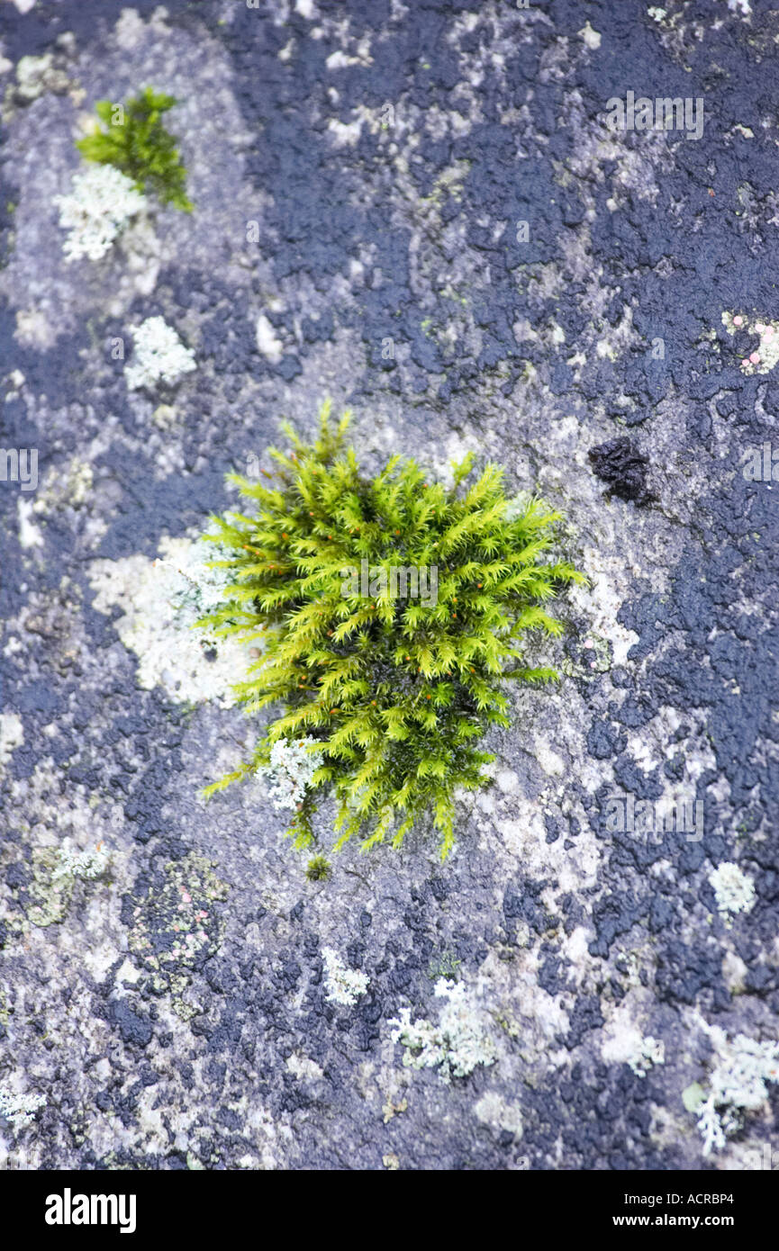 Moss on Rock West Coast South Island New Zealand Stock Photo Alamy