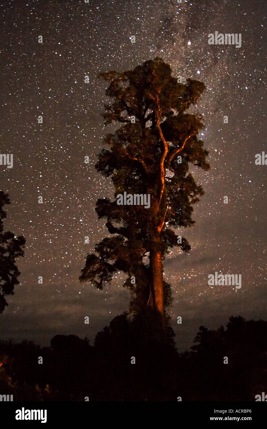 Stars and Kahikatea Tree Dacrycarpus dacrydioides Wilderness Lodge Lake Moeraki West Coast South Island New Zealand Stock Photo