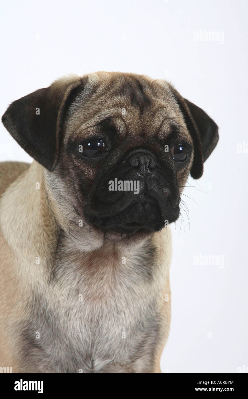 Pug puppy 16 weeks Stock Photo Alamy