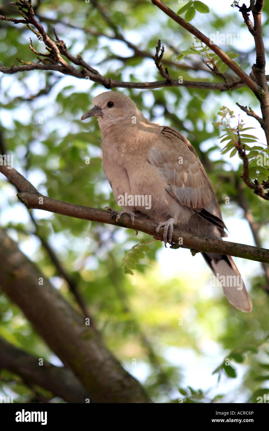 Collared Dove (Steptopelia decaocto) fledgling Stock Photo Alamy