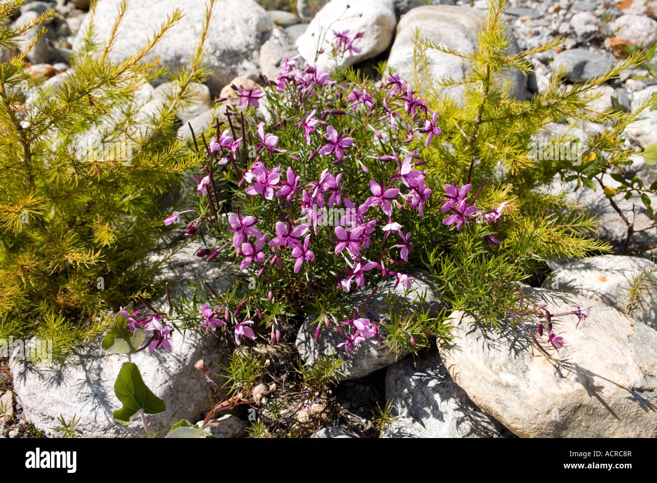 Alpine pink natural blossom among river rocks Stock Photo - Alamy
