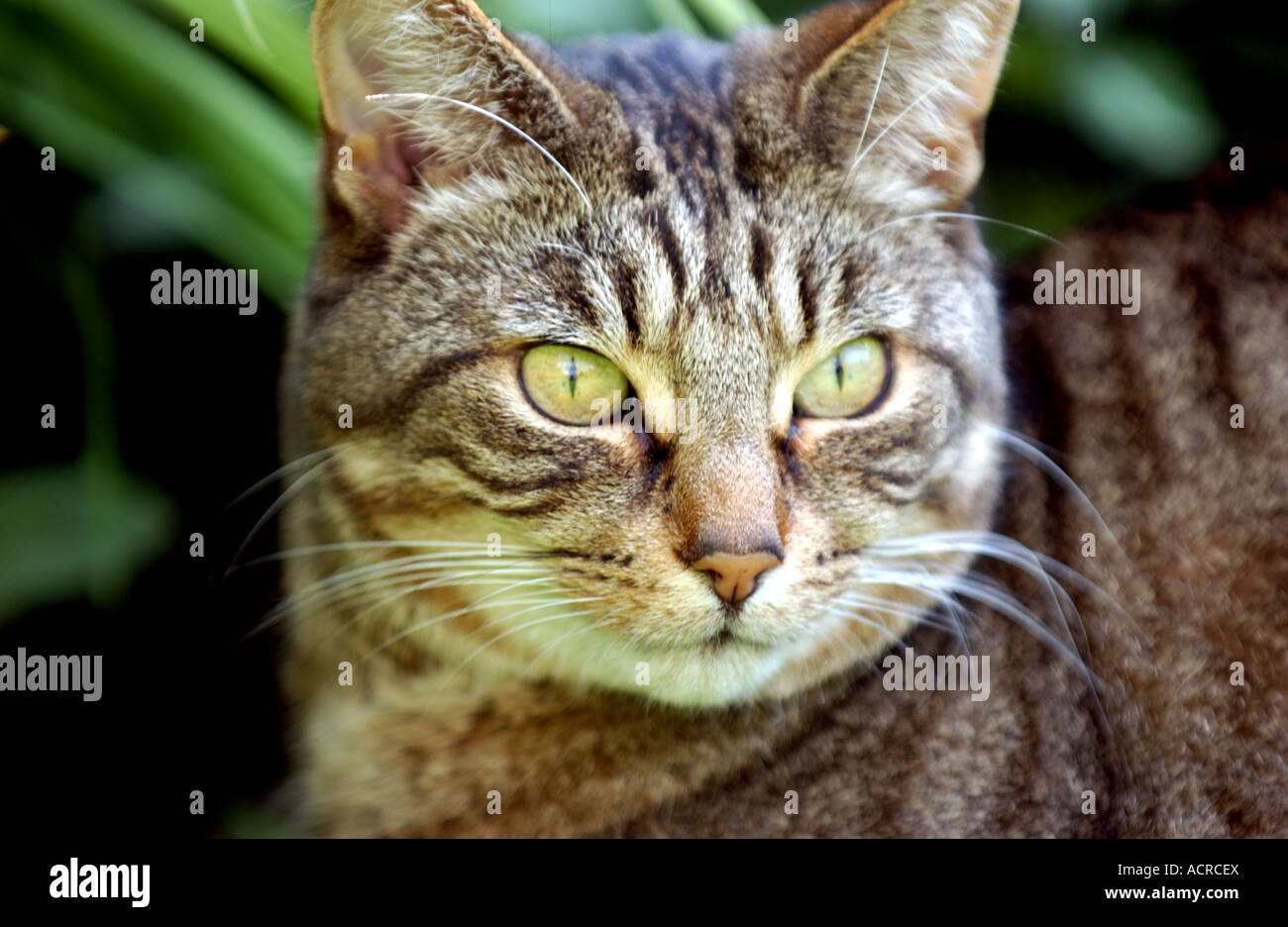 A tabby cat sitting in the shade of a garden Stock Photo