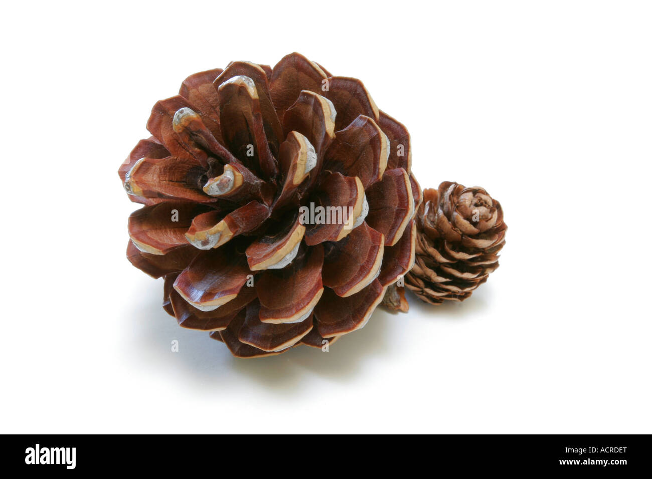 Pine Cones isolated on pure white background Stock Photo - Alamy