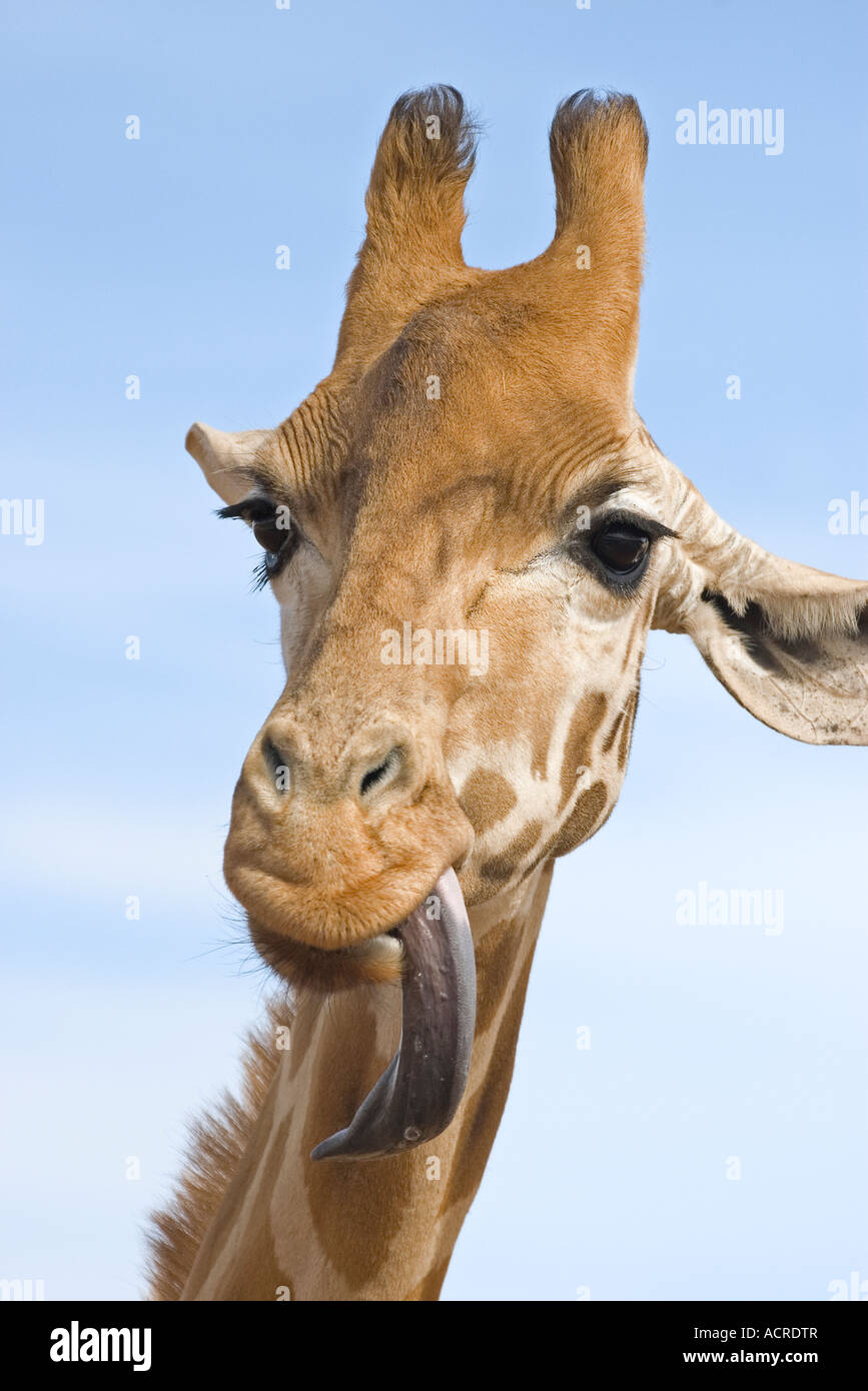 a close up of a giraffe with its long tongue out looking stupid Stock Photo