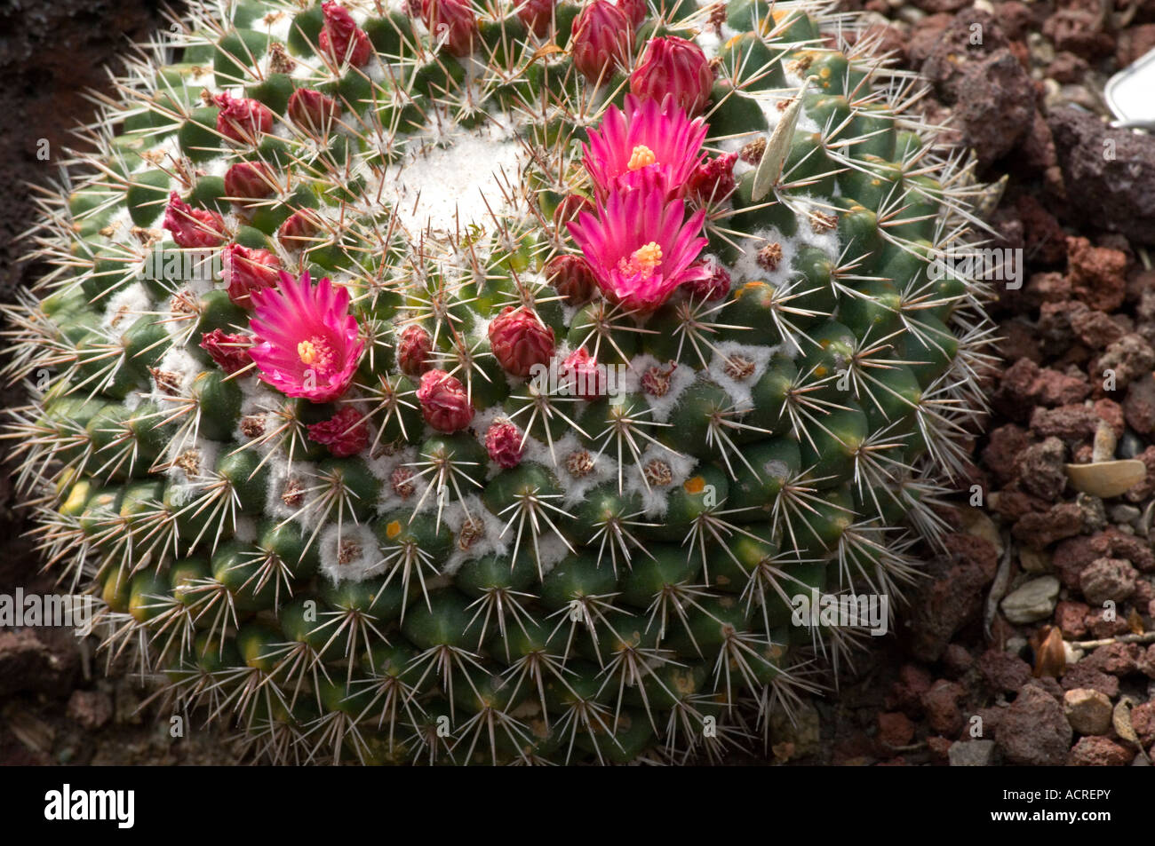 Round Cactus With Pink Flowers Stock Photo Alamy