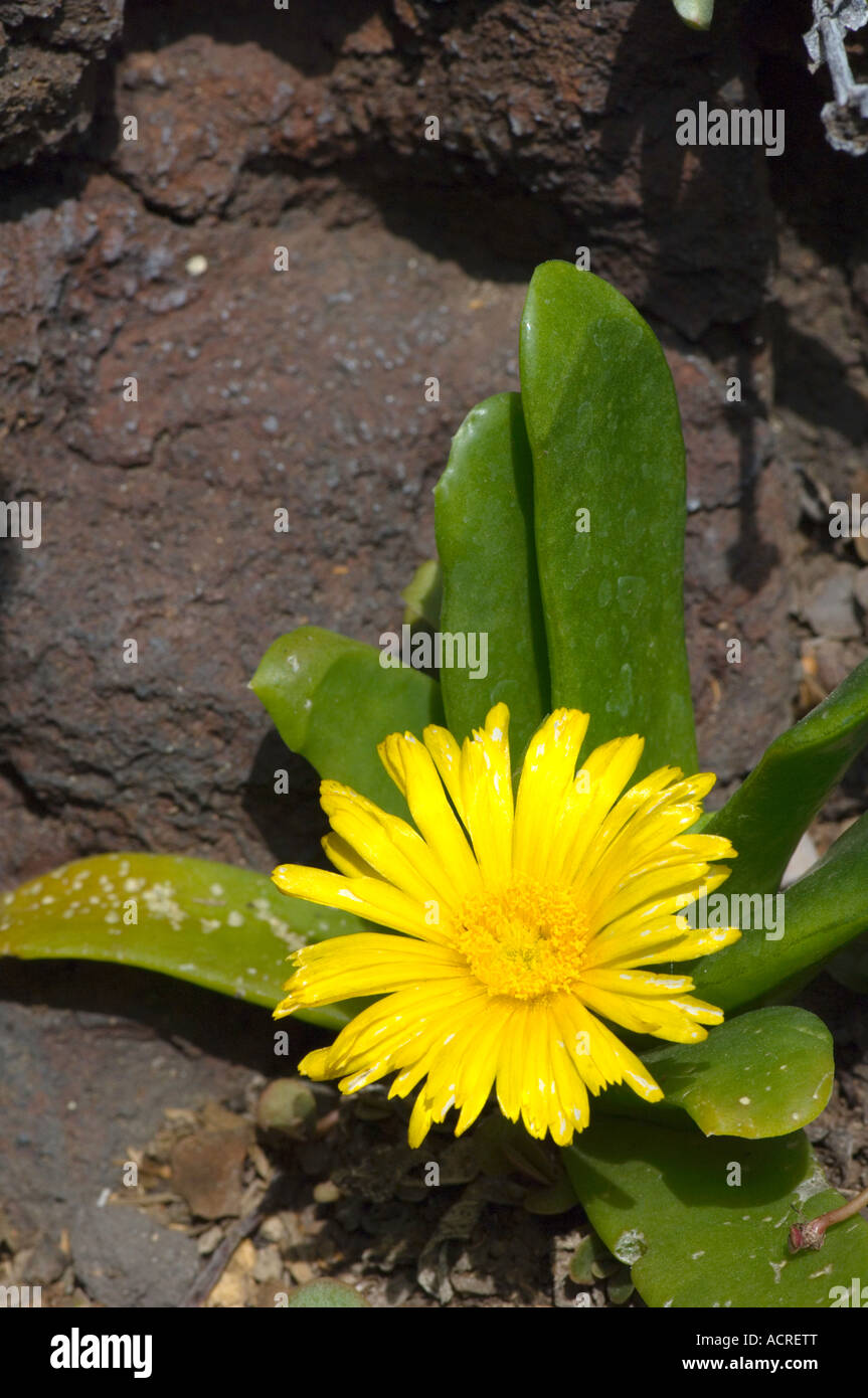Yellow blooming succulent plant from South Africa Stock Photo