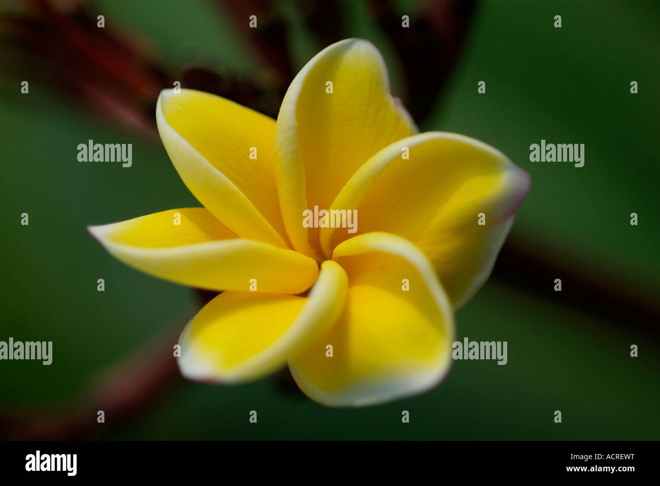 Flower tree thailand hi-res stock photography and images - Alamy