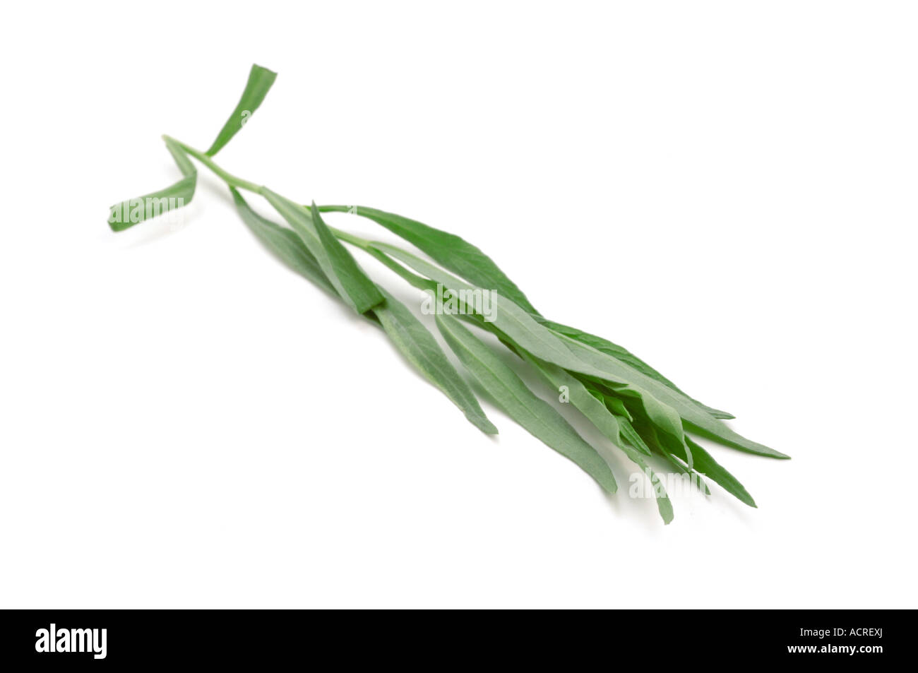 Sprig of fresh Tarragon Stock Photo Alamy