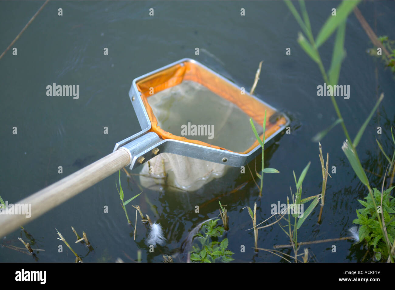 sampling net being used in a pond Lancashire England Stock Photo