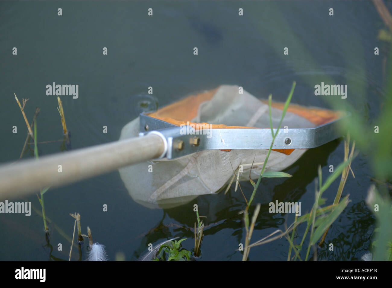 Pondweed biology hi-res stock photography and images - Alamy