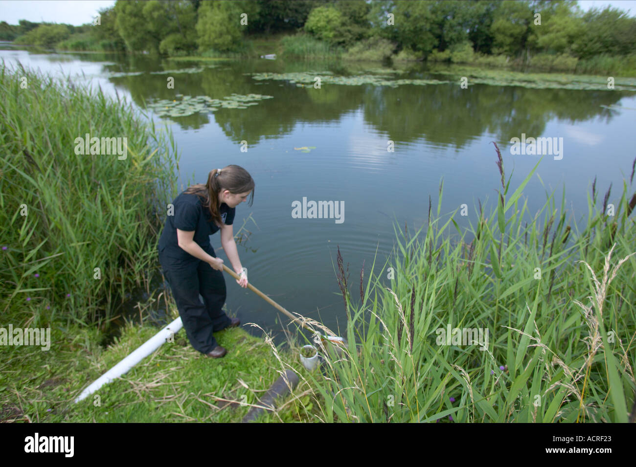 research scientist pond dipping Stock Photo