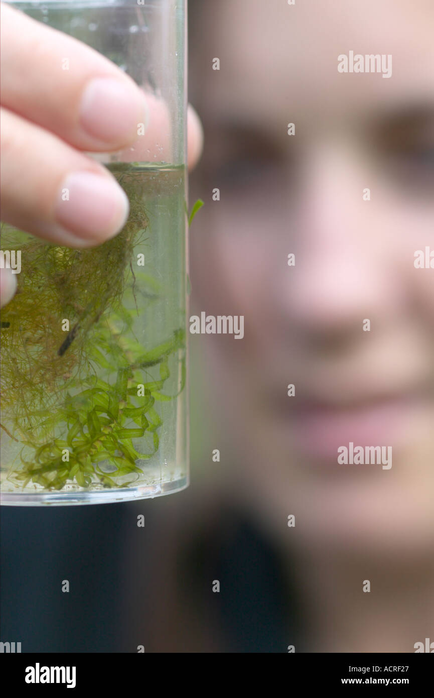 research scientist examing contents of pond dipping Stock Photo