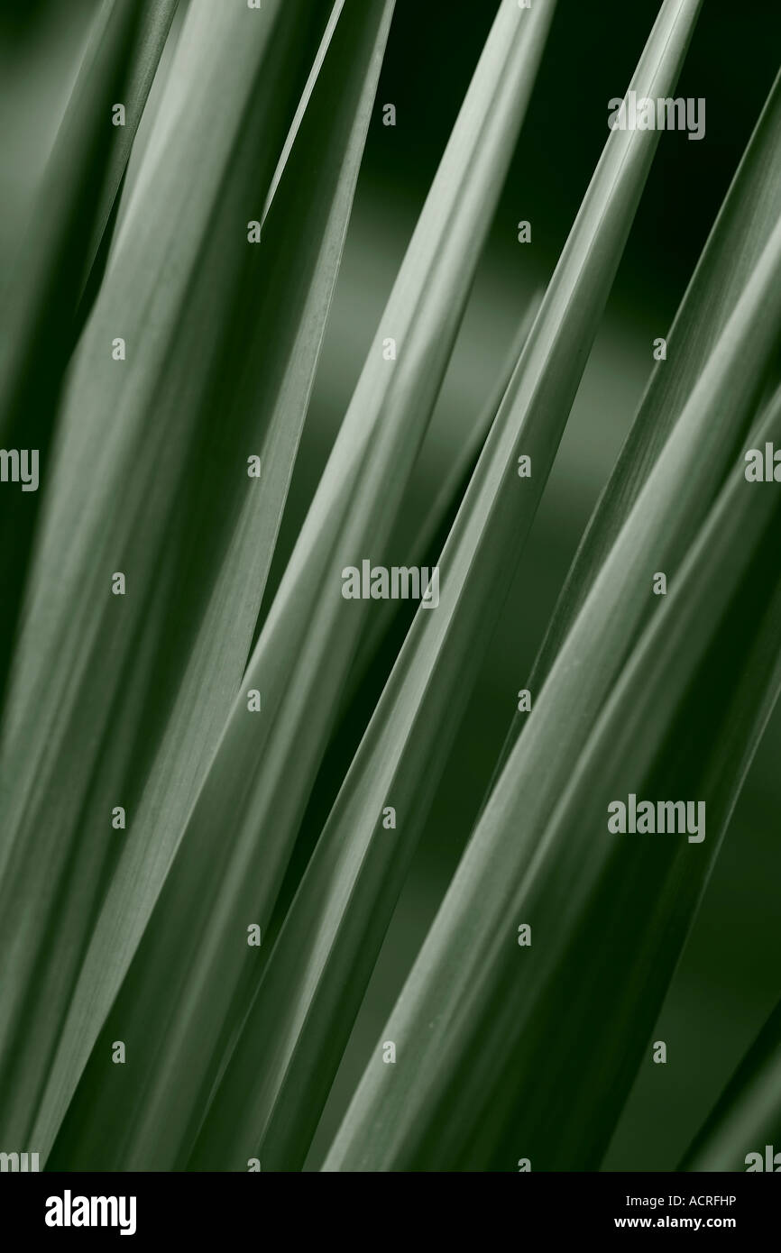 Abstract of Green Spiky Yucca Leaves Stock Photo