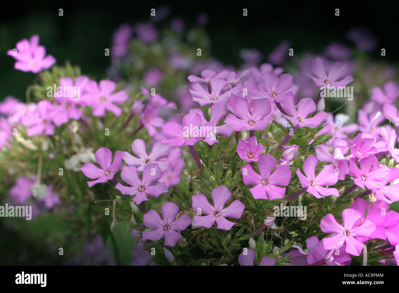 Cluster of Pink Summer Phlox Flowers Stock Photo - Alamy