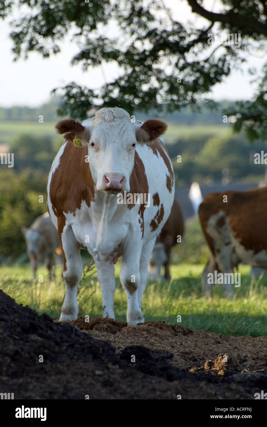 Jersey cow chewing hi-res stock photography and images - Alamy