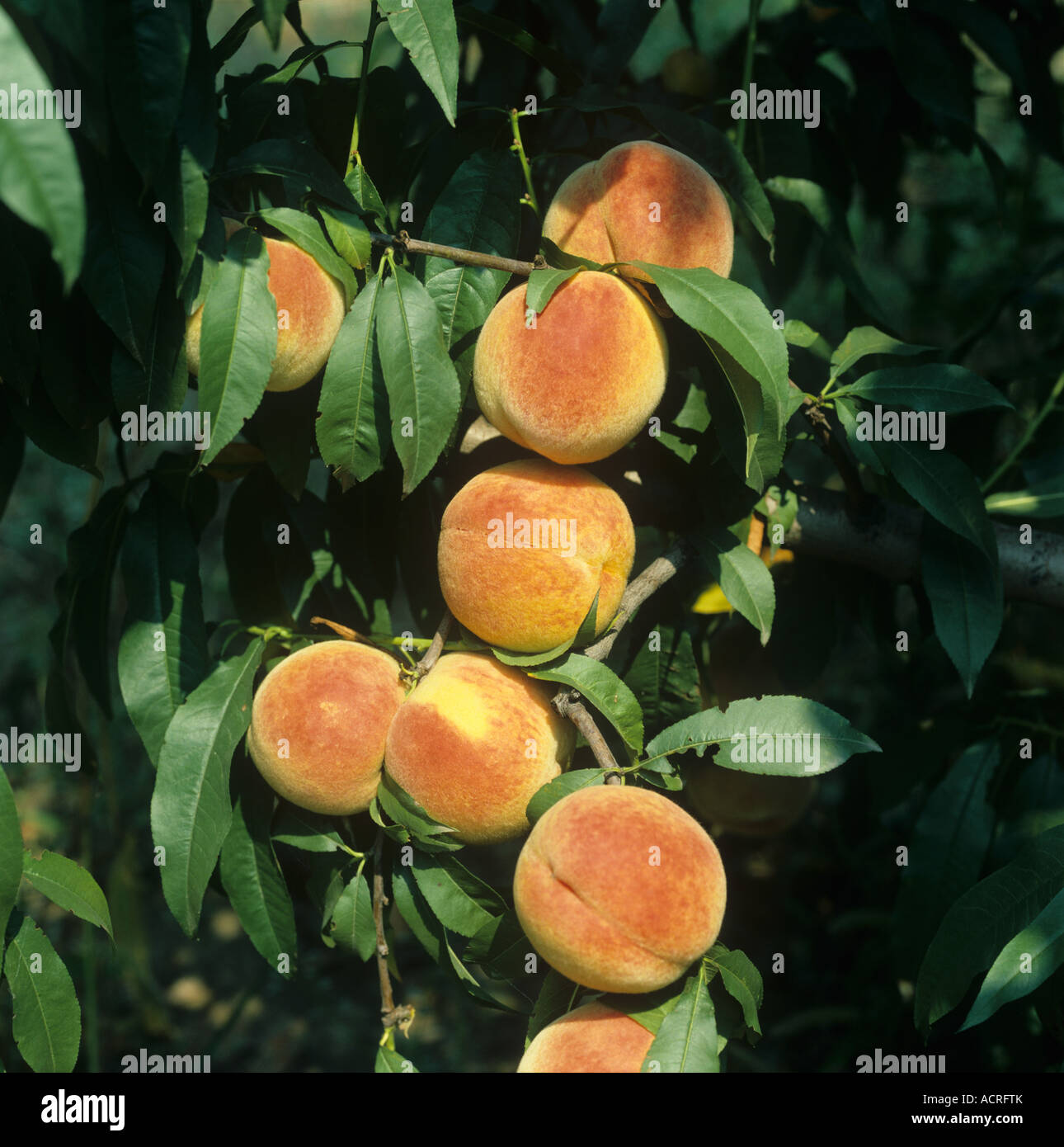 Ripe peach fruit on the tree Greece Stock Photo