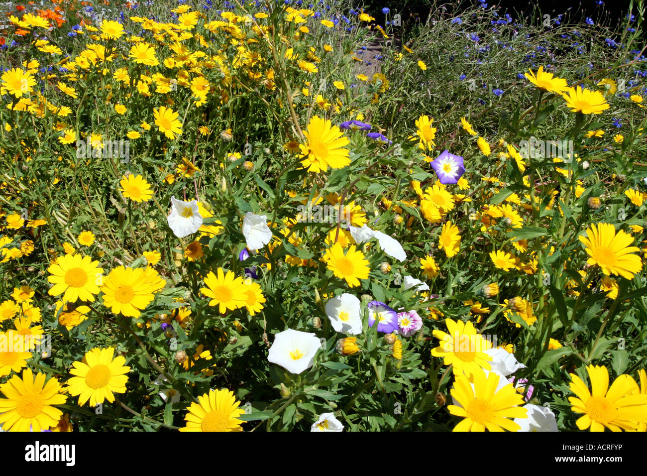 Mixture of wild flowers hi-res stock photography and images - Alamy