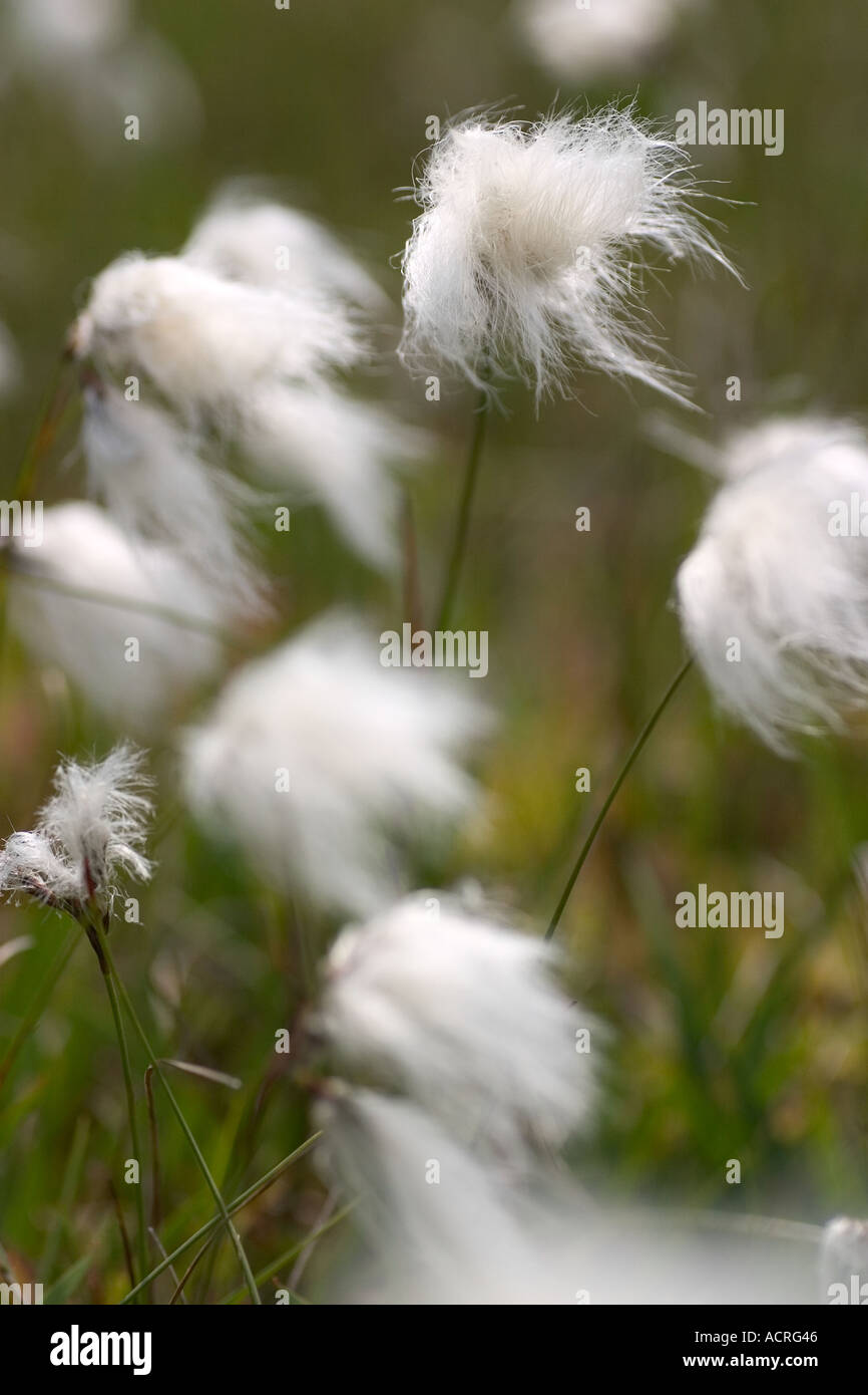 Eriophoum hires stock photography and images Alamy