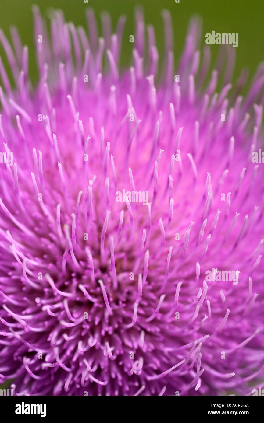 British Wildflowers Macro shot of soft, downy, purple  head of the Melancholy Thistle flower. Stock Photo