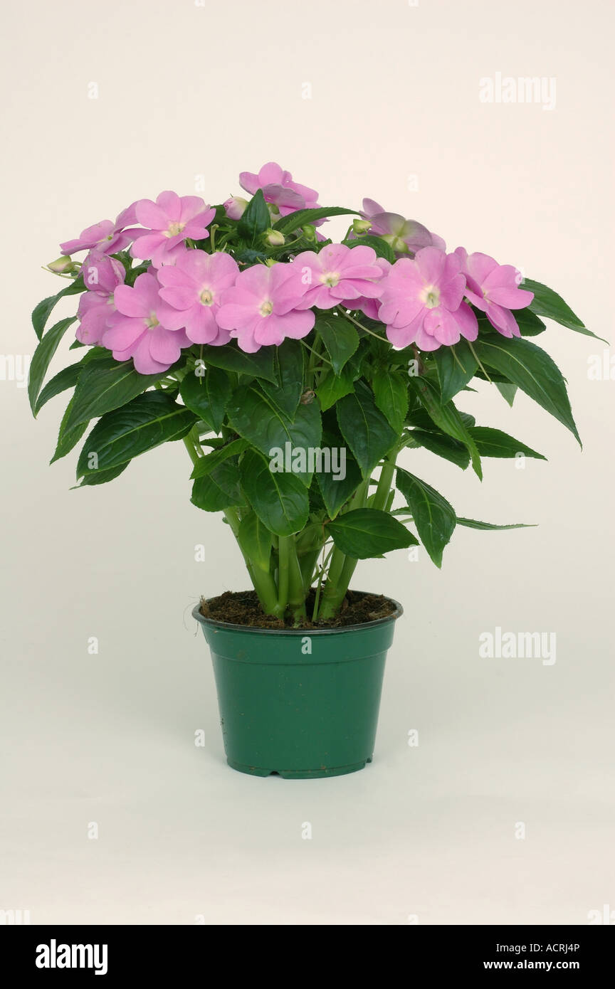 First in a series showing wilting of a potted Impatiens New Guinea Hybrid house plant number one healthy plant fully watered Stock Photo