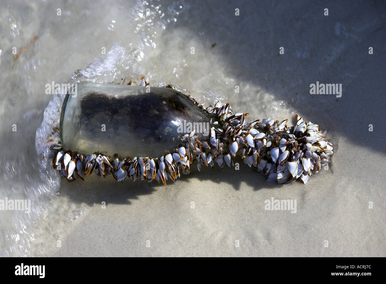 Shell Fish Washed Up Glass with shells hi-res stock photography and images - Alamy