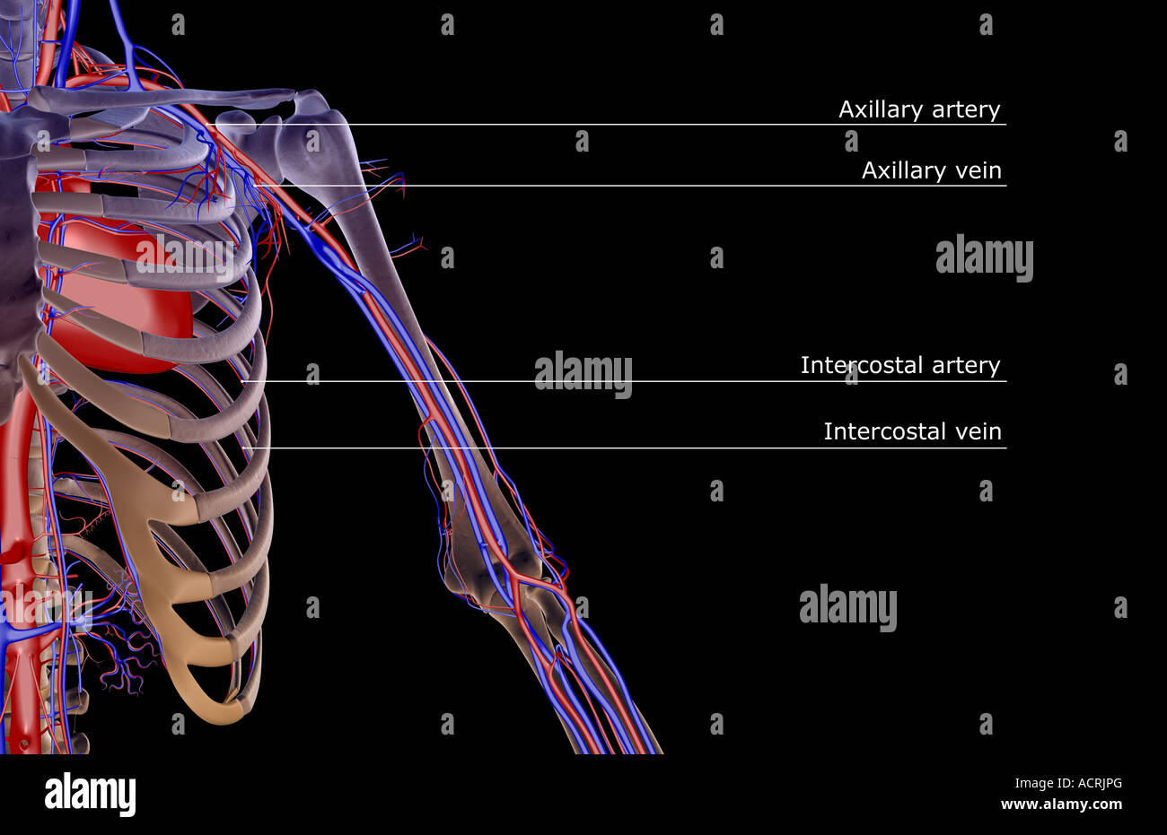 Subscapular Artery Arm Model