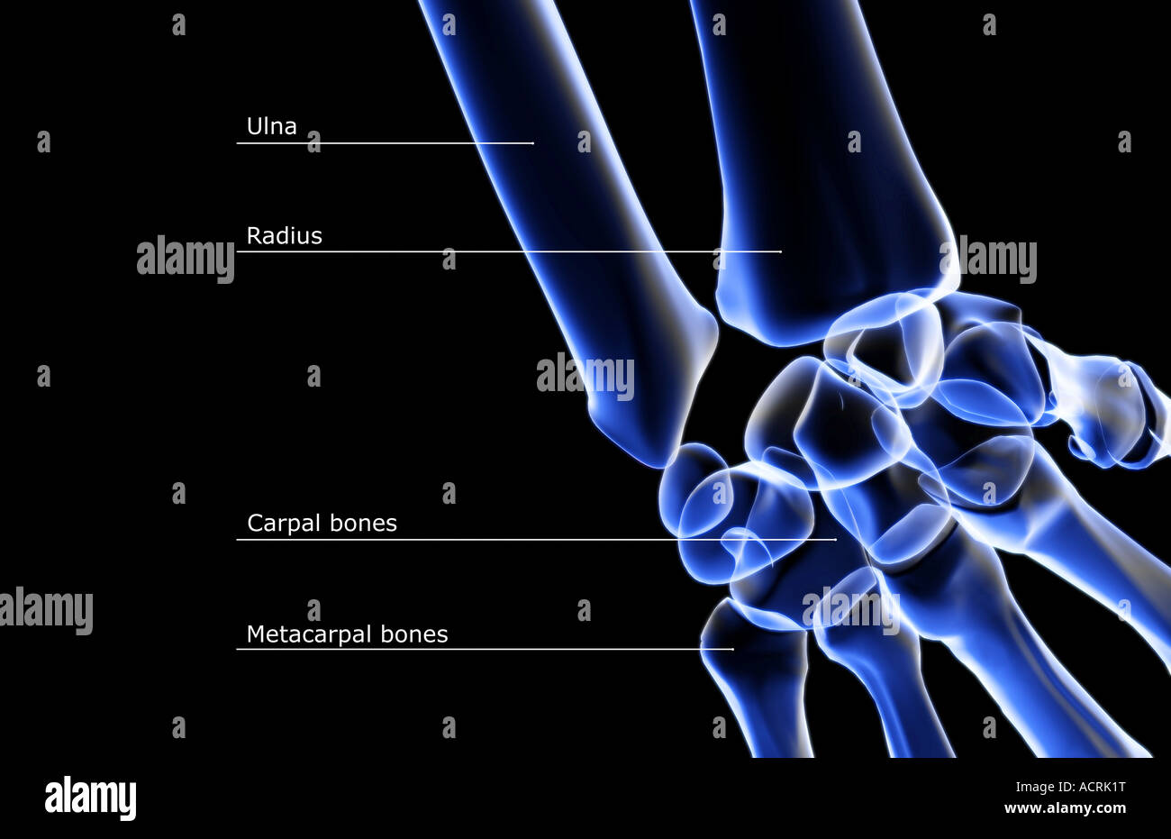 Triquetrum bone hires stock photography and images Alamy