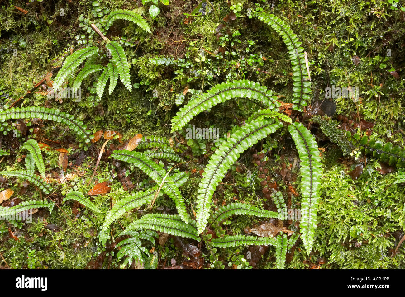 Ferns near Lake Moeraki West Coast South Island New Zealand Stock Photo