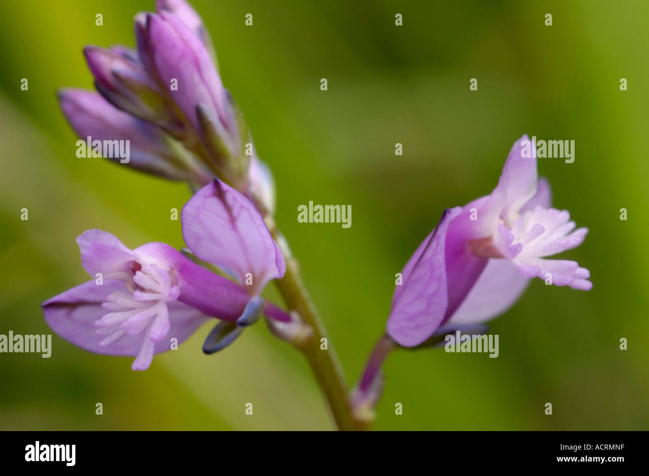Common Milkwort Polygala vulgaris Pink form Stock Photo Alamy