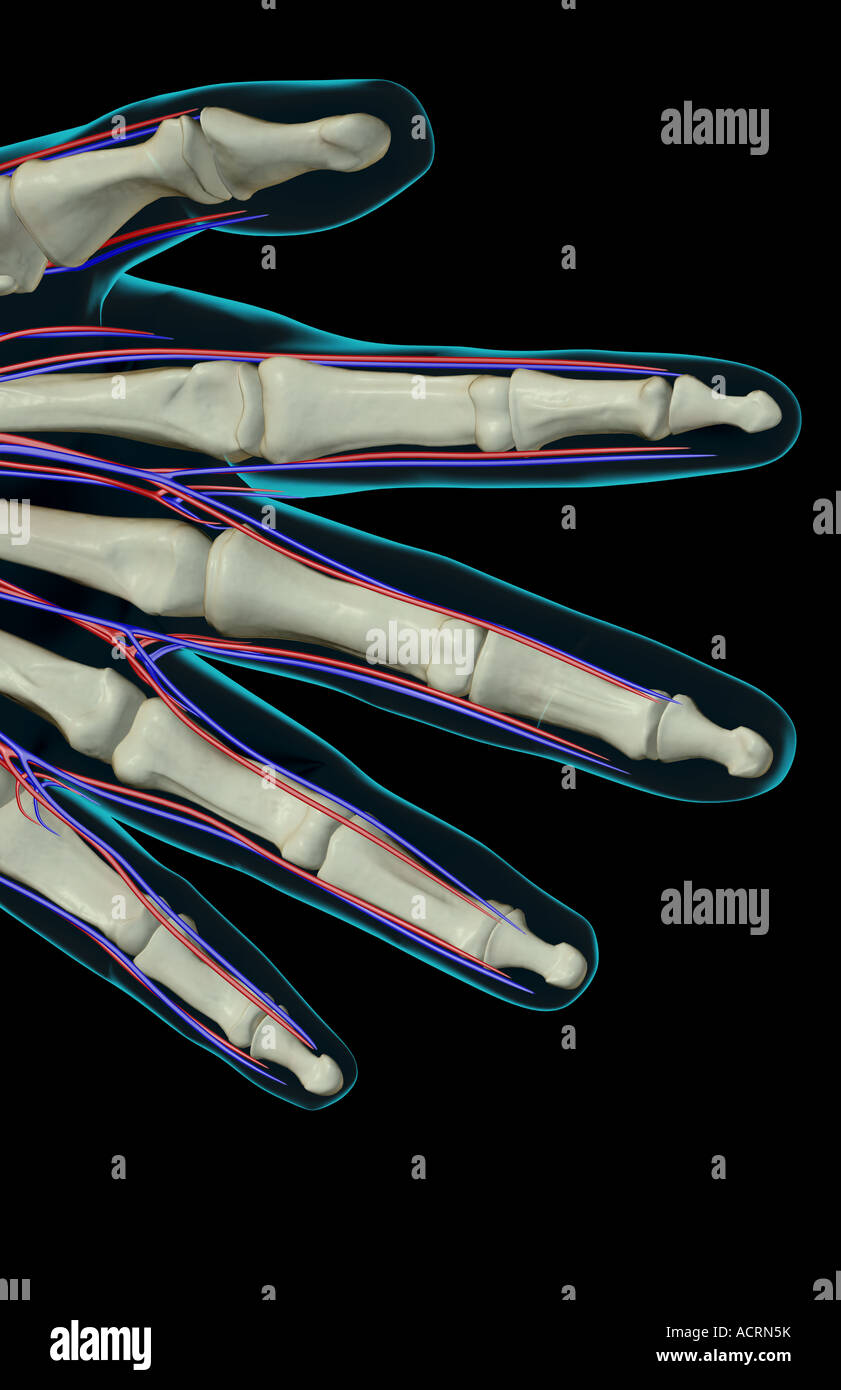 The blood supply of the fingers Stock Photo