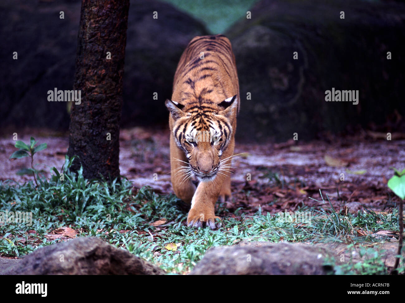 Sumatran Tiger in captivity Singapore Stock Photo - Alamy