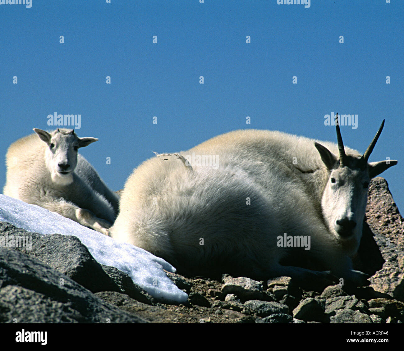 A mountain sheep mother and baby relax atop The Sawtooth Guanella Pass ...