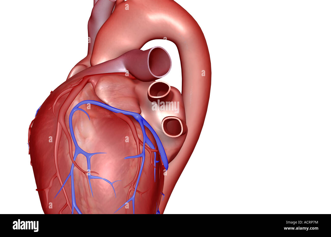The coronary vessels of the heart Stock Photo